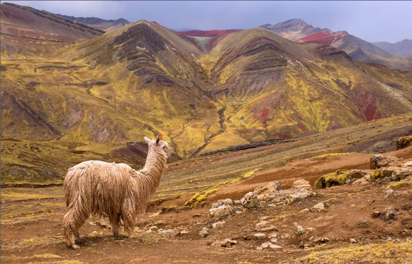 Full-Day Private Hike to Palcoyo Mountain - Image 2